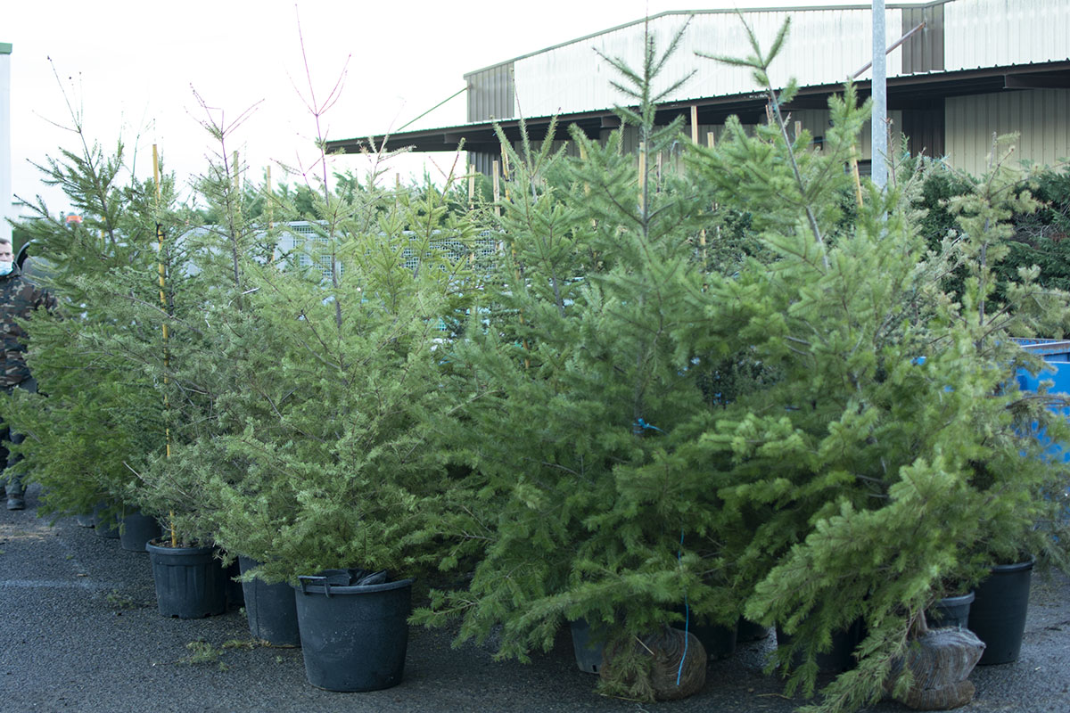 collecte sapins